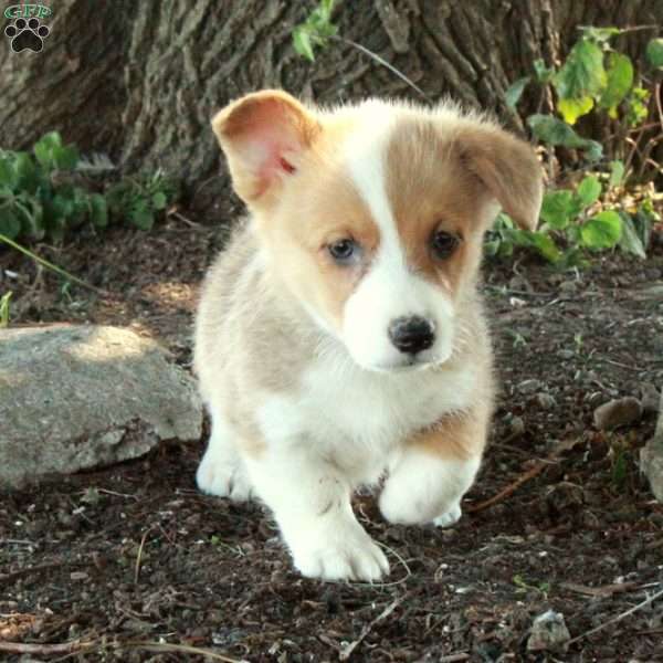 Daisy, Pembroke Welsh Corgi Puppy