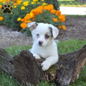 Daisy, Pembroke Welsh Corgi Puppy