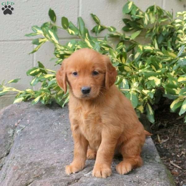 Daisy, Golden Retriever Puppy