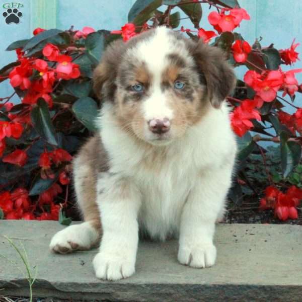 Daisy, Australian Shepherd Puppy