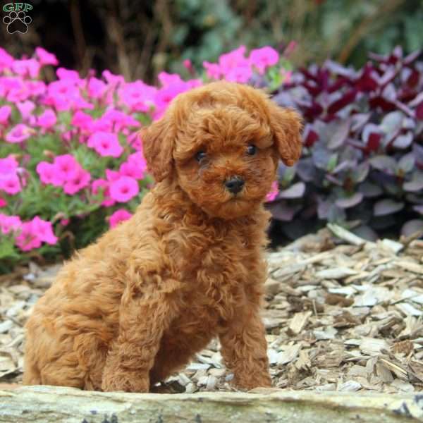 Daisy, Miniature Poodle Puppy