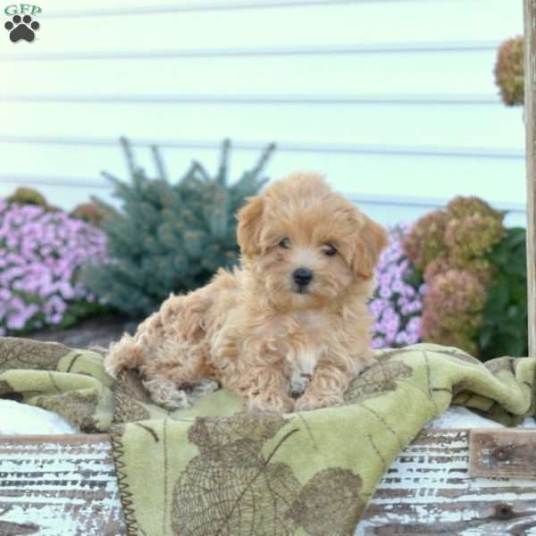 Daisy, Maltipoo Puppy