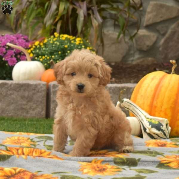 Daisy, Mini Goldendoodle Puppy