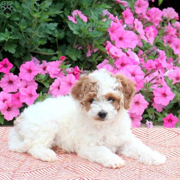 Daisy, Cockapoo Puppy