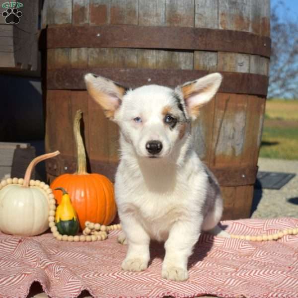 Daisy, Pembroke Welsh Corgi Puppy