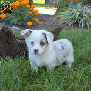 Daisy, Pembroke Welsh Corgi Puppy