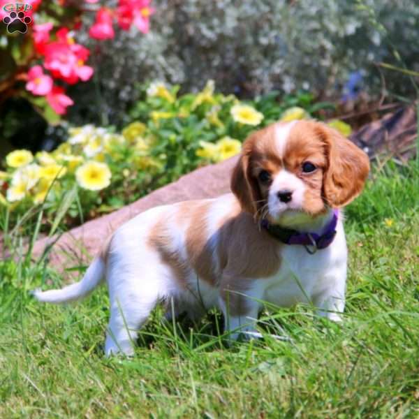 Daisy, Cavalier King Charles Spaniel Puppy