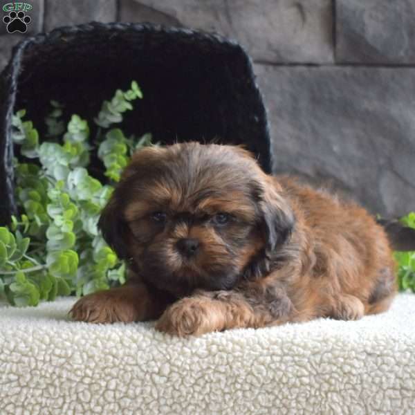 Dakota, Shih Tzu Puppy