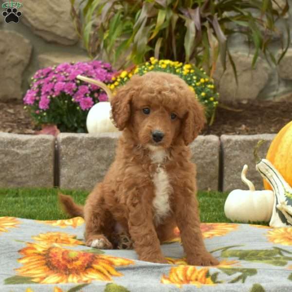 Dakota, Mini Goldendoodle Puppy