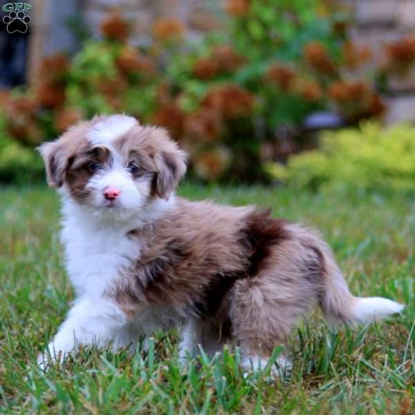 Dakota, Miniature Australian Shepherd Mix Puppy