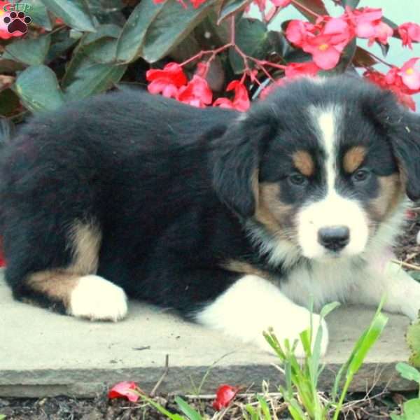 Dana, Australian Shepherd Puppy