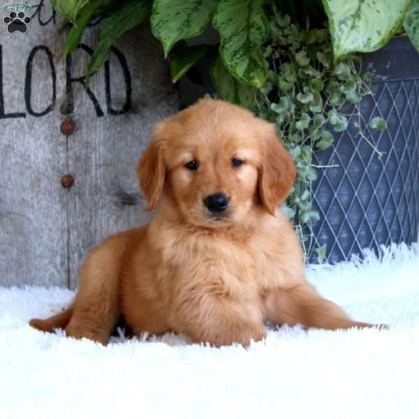 Dandy, Golden Retriever Puppy