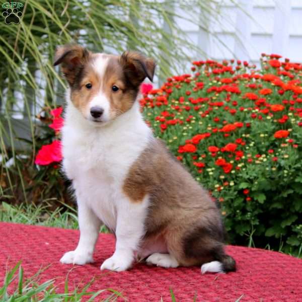 Danny, Sheltie Puppy