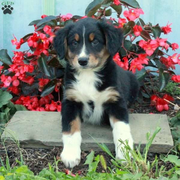 Dante, Australian Shepherd Puppy