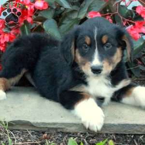 Dante, Australian Shepherd Puppy