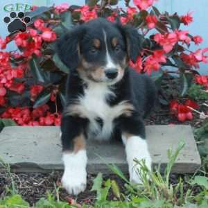 Dante, Australian Shepherd Puppy