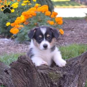 Daphne, Pembroke Welsh Corgi Puppy