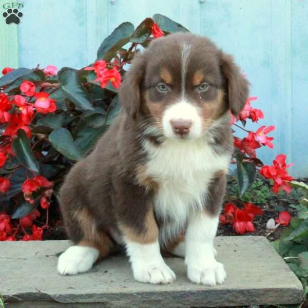 Daphne, Australian Shepherd Puppy