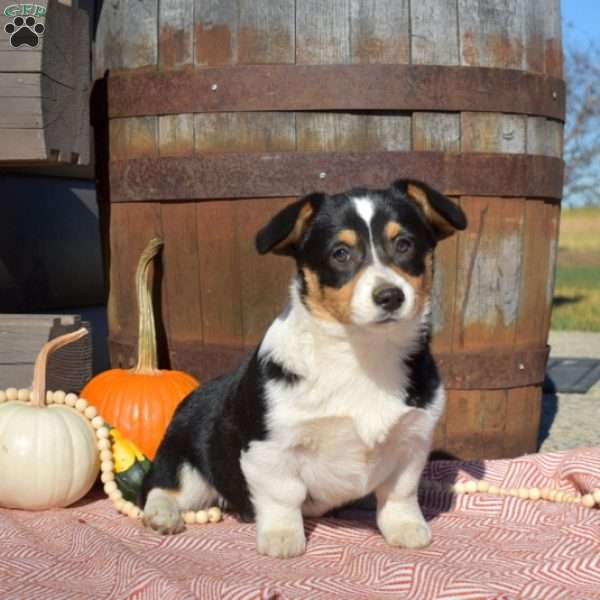 Daphne, Pembroke Welsh Corgi Puppy