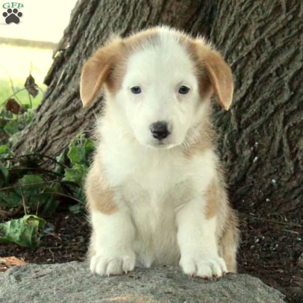 Daphne, Pembroke Welsh Corgi Puppy