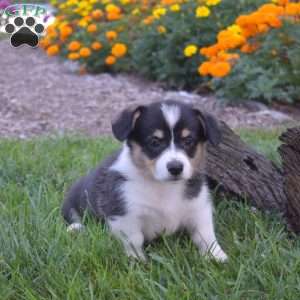 Daphne, Pembroke Welsh Corgi Puppy