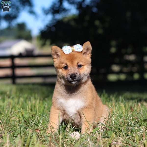 Darla, Shiba Inu Puppy