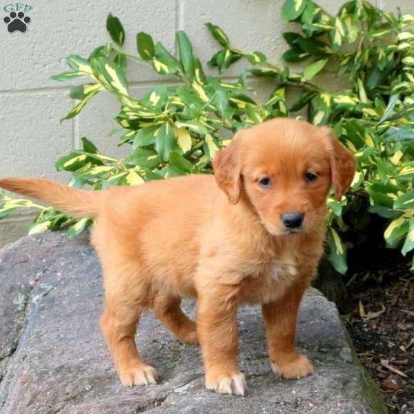 Darla, Golden Retriever Puppy