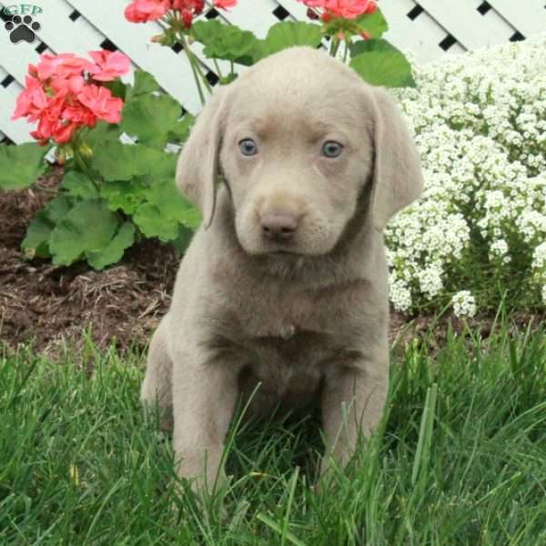 Darla, Silver Labrador Retriever Puppy