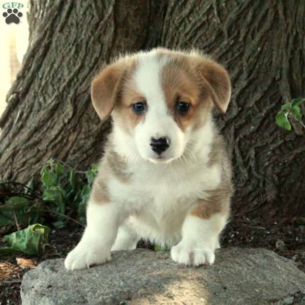 Darla, Pembroke Welsh Corgi Puppy