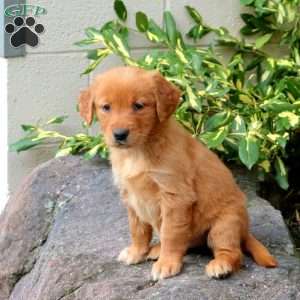 Darla, Golden Retriever Puppy