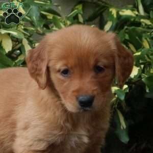 Darla, Golden Retriever Puppy