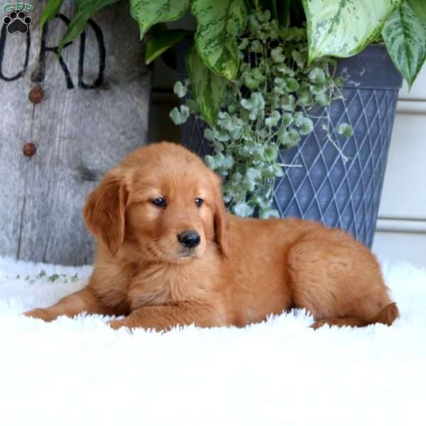 Darla, Golden Retriever Puppy