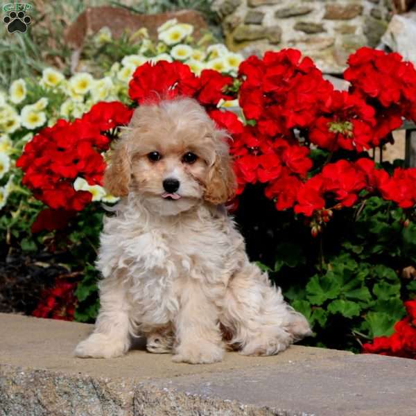 Darla, Cockapoo Puppy