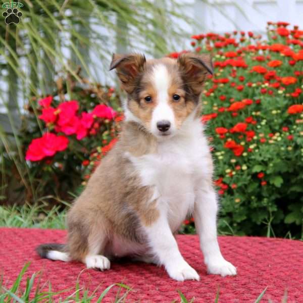 Darla, Sheltie Puppy