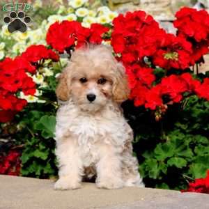 Darla, Cockapoo Puppy