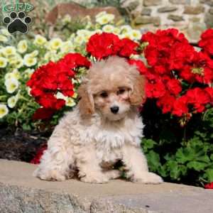 Darla, Cockapoo Puppy