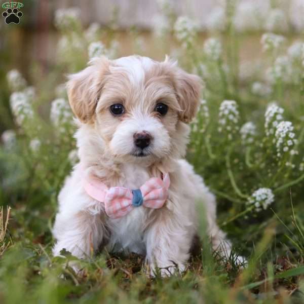 Darla, Maltipoo Puppy