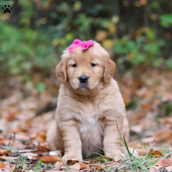 Darla, Golden Retriever Puppy