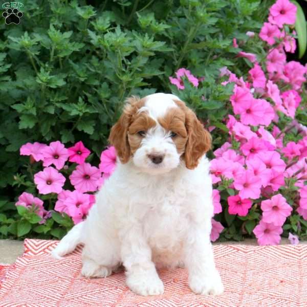 Darling, Cockapoo Puppy