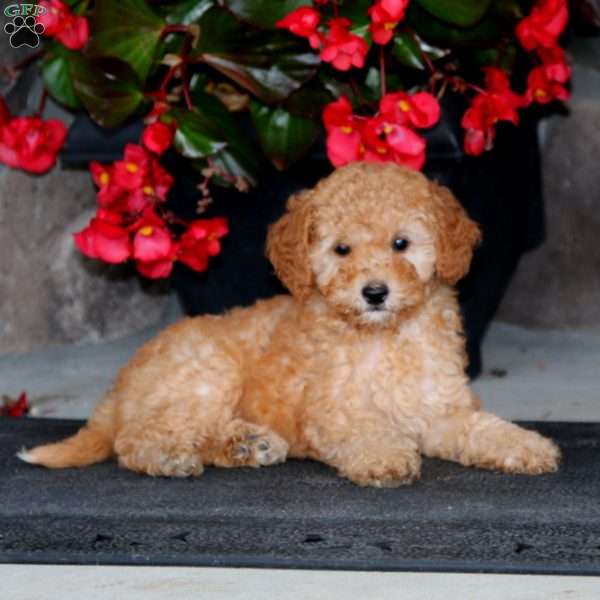 Darling, Mini Goldendoodle Puppy