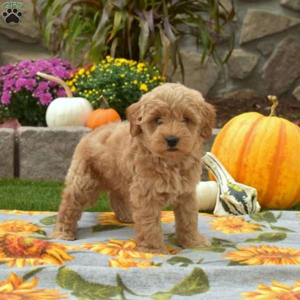 Dash, Mini Goldendoodle Puppy