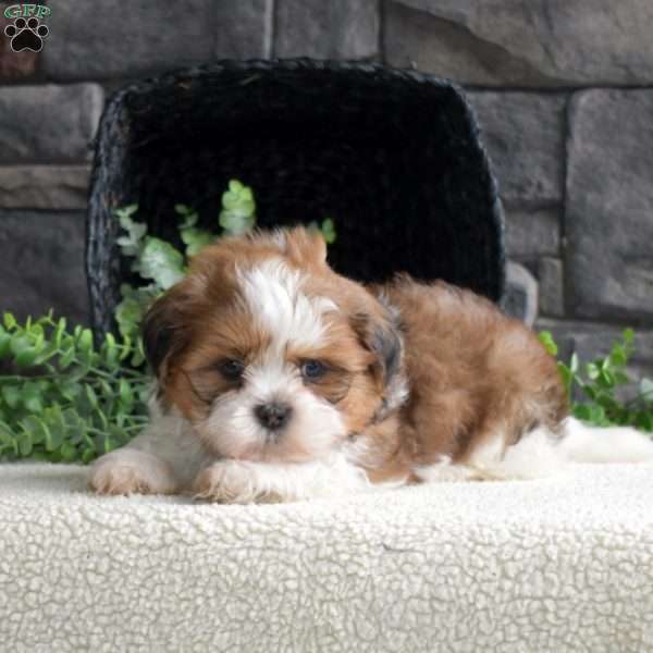 Dash, Shih Tzu Puppy