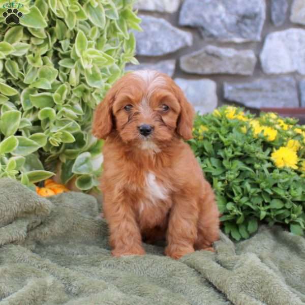 Dash, Cavapoo Puppy