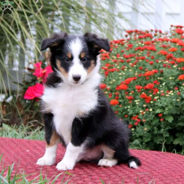 Dash, Sheltie Puppy