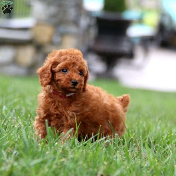 Dash, Miniature Poodle Puppy