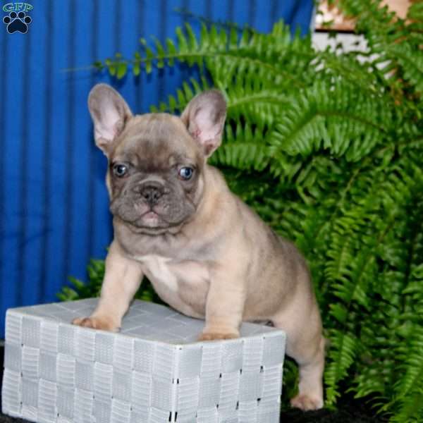 Dash, French Bulldog Puppy