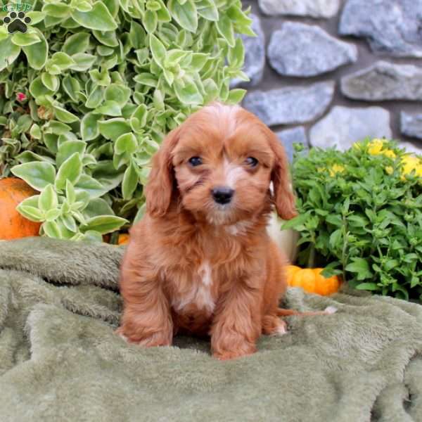 Dasha, Cavapoo Puppy