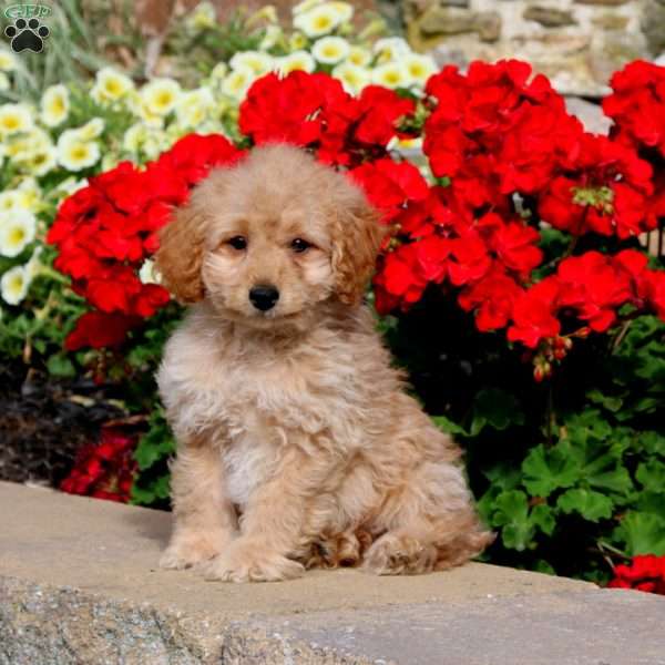 Davey, Cockapoo Puppy