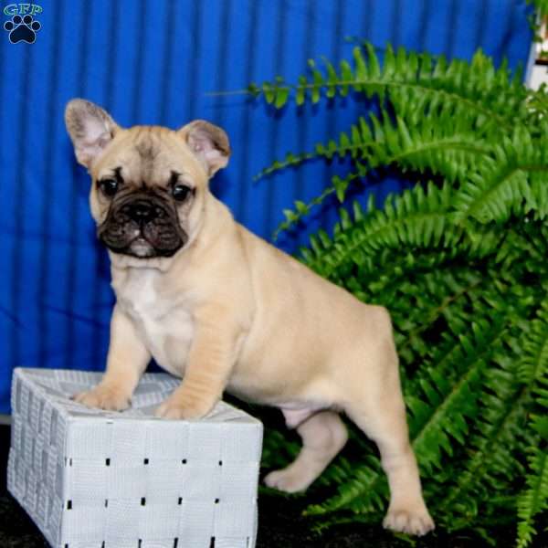 Davey, French Bulldog Puppy