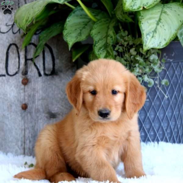 Davey, Golden Retriever Puppy